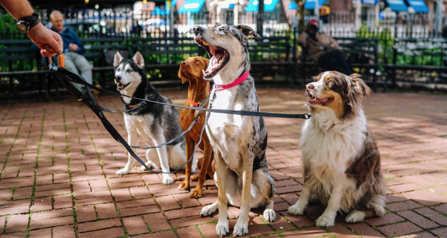 Al Warsan Pet Market Location Where to Find the Best Pet Shops in