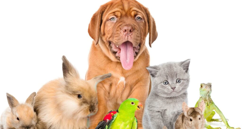 Dubai Birds and Pets Market