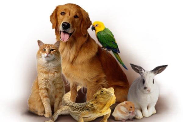 birds and pets market