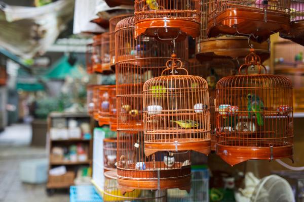 dubai bird market