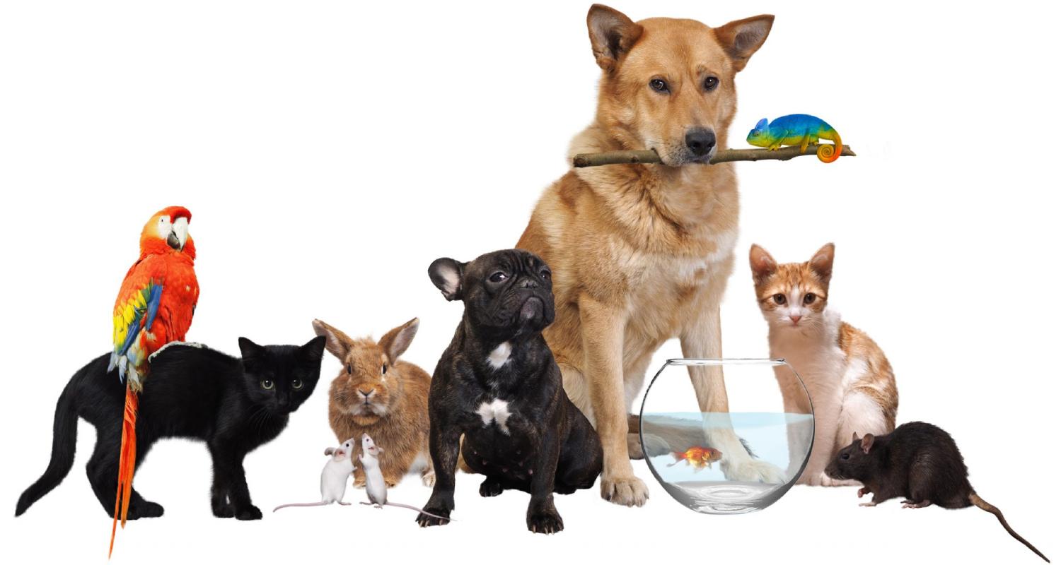 Al Warsan Pet Market Location Where to Find the Best Pet Shops in
