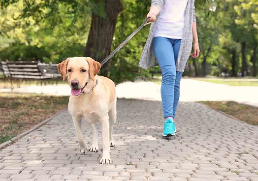 Dog Friendly Places in Dubai