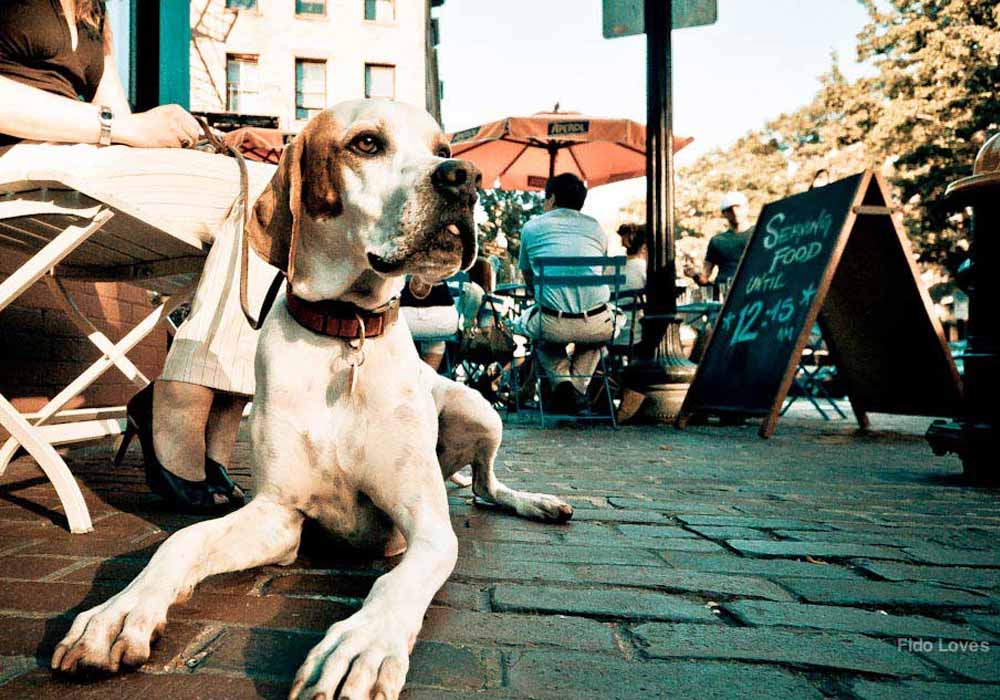 Dog Friendly Restaurants Dubai