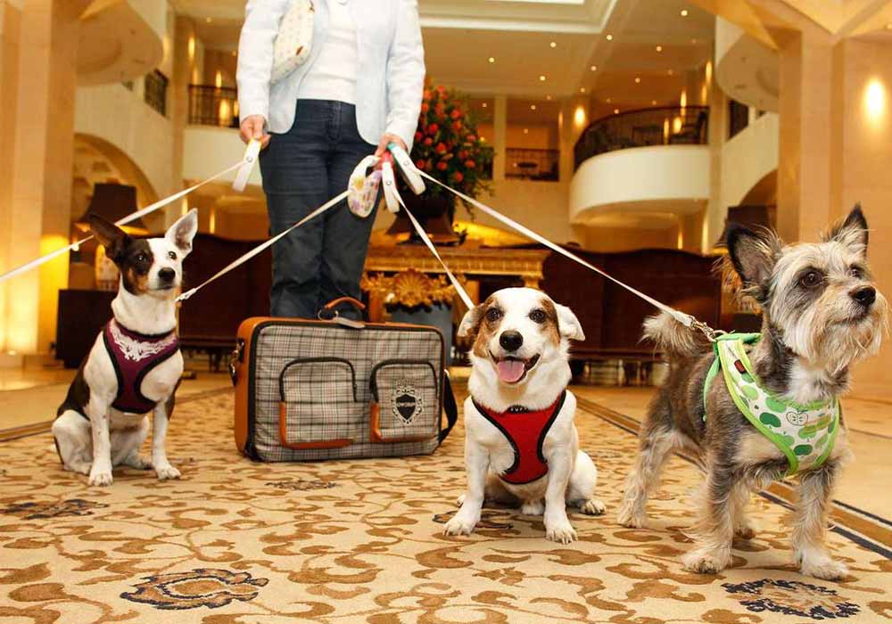 Pet Friendly Hotels in Dubai